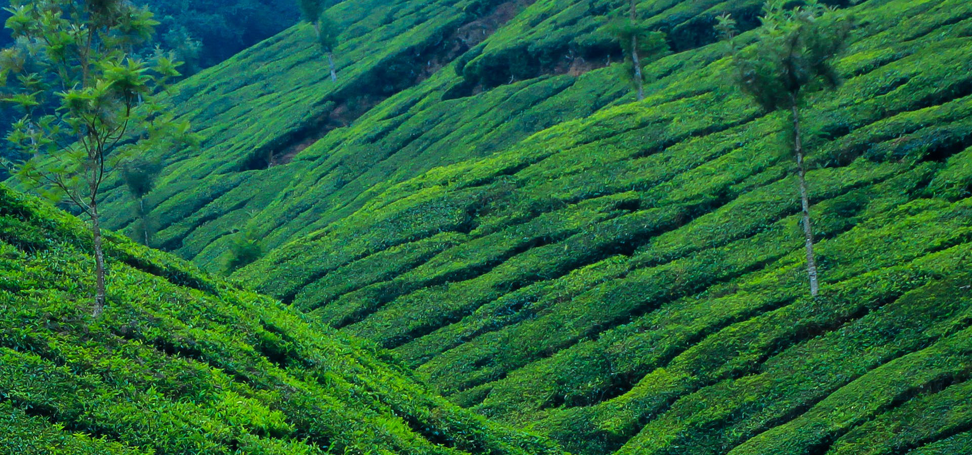 Munnar